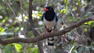 Last summer Red-billed Blue Magpie enjoy the fruits and rice || Cam Nature