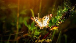 Beautiful Butterflies & The Best Relaxing Sleep Relaxing Music | Cutie With Lupus
