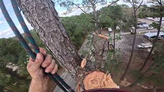 Massive Pine Removal RIGHT Beside Power Lines!