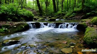 Calming Creek Water Sounds in a Green Forest | No Music