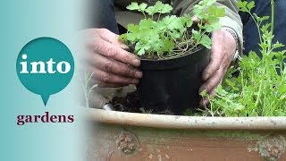 Planting perfect parsley in pots