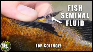 Bluegill Male Releasing Seminal Fluid
