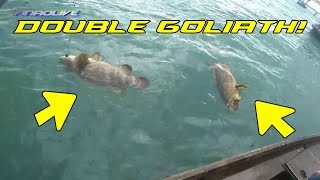 Double Goliath Groupers!