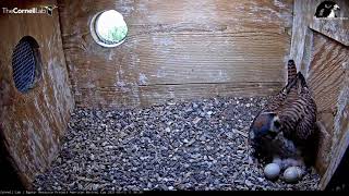 Wisconsin Kestrels—Three hatches and a feeding! 5/12/21