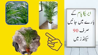 Know about Areca Palm in 90 Seconds