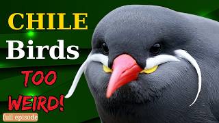 Top 15 Strange Birds of Chile You’ve Never Seen Before