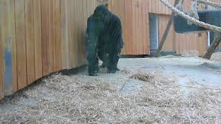 Gorilla Family Amahoro & Thandie Zoo Antwerpen Belgium 3/28/2021