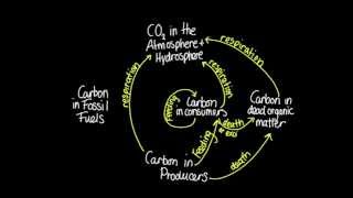 4.3 Skill: Construct a diagram of the carbon cycle