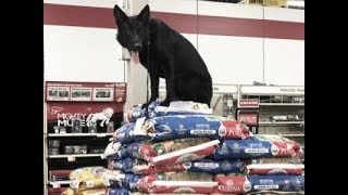 K-9 Aslan's environmental training