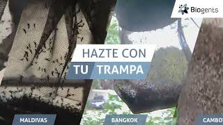 Mosquitos de todo el mundo - capturados gracias a las trampas para mosquitos Biogents