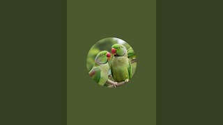 parrot talking 🦜 😍 is live