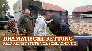 EMERGENCY at the "Halona MuT" animal sanctuary 😳😰 | Tough dogs