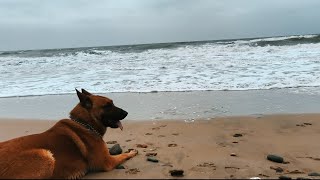 Belgian Malinois Dog at the Beach #doglover #doglife #ireland
