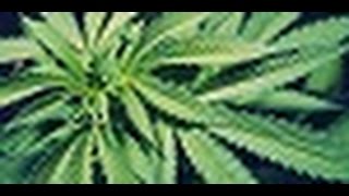 Marijuana Bust - Texas Method of Operations
