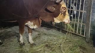 Peternak muda live sapi simental kurus di malam hari