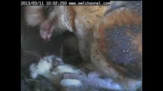 Dale feed SkyLark 03.11