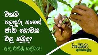එකම පලතුරු ගහෙන් ජාති ගොඩක ඵල ගමුද? (අතු රිකිලි බද්ධය) ~ Ranbimata Arunella | රන් බිමට අරුණැල්ල
