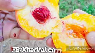 سوات کا بہترین پھل آڑو