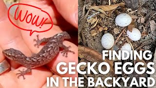 What type of geckos does Southern Australia have? - Wildlife Wednesday #19 | Pete Ockleshaw