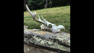 Butterflies over my Head (Banjo)