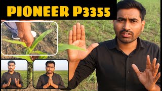 "NEW HYBRID-P 3555: Amazing Maize! A Powerful Revolution in Farming – How Much Spacing Should You...