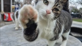 So Many Cute Street Cats—Each one has its own unique beauty and personality.
