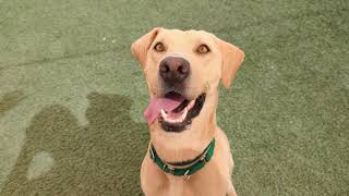 Adopt Finley!