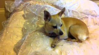 The Spooky Chihuahua