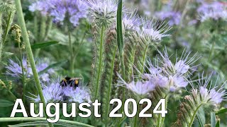 Garden - August 2024