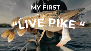🎣 My FIRST Live Pike! 🐊 Epic Pike Fishing Action in Denmark 🇩🇰🔥 #fishing