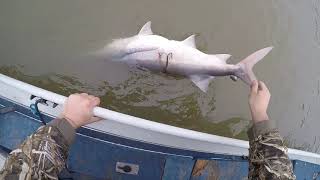 Neosho river spoonbill snagging