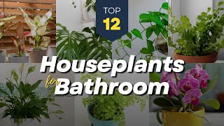 12 Best Houseplants for Your Bathroom 🌿🚿 Humidity Indoor Plants 🏠