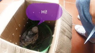 Falconry training | The first day the falcon came to live with me