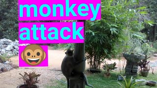 srilanka monkey|monkey| animal world