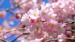 Peaceful Piano for Deep Relaxation