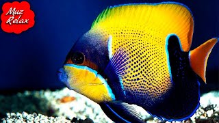 🐋 The soothing world of the ocean 🐋 Music for relaxation 🐋 The melody of sleep 🐋