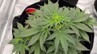 Mars Hydro 5x5 Seed To Harvest Update