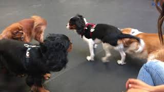 Olive on play dates