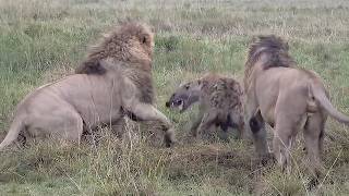 These male lions show no mercy