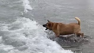 DOG BITES OCEAN