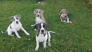 3 Month Old Puppies Eating Raw Snapper