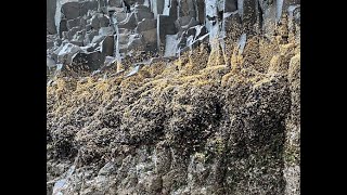 How abiotic  and biotic factors influence species distribution and abundance