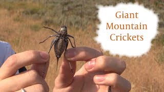 Mountain Giants: A Mormon Cricket Encounter