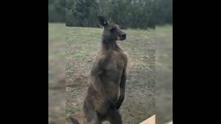Canguro coatto