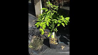 How to Propagate Moringa Seed