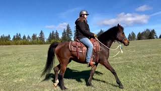 Wednesdays with Sound Equine Options