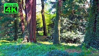 Birds Singing in the Forest - Relaxing Sounds for Sleep - The Tranquility of Nature
