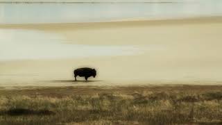 buffalo in desert heat