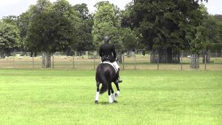 Moloh Young Horse Championship warm up 2011