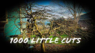 The process of pruning a mature Japanese laceleaf maple (Acer palmatum) - 1000 little cuts in 4 hrs